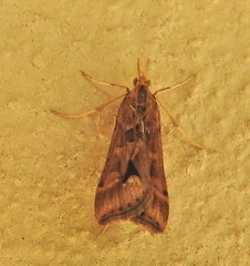 Diasemia