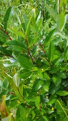 Salix divaricata