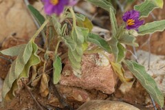 Solanum esuriale