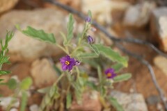 Solanum esuriale