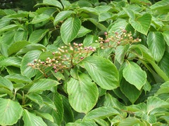 Cornus controversa