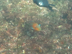 Thalassoma trilobatum