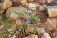 Solanum esuriale