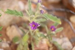 Solanum esuriale