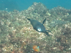 Oplegnathus robinsoni