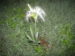 Hymenocallis jaliscensis