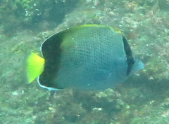 Chaetodon dolosus