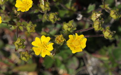 Potentilla hyparctica