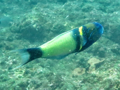 Thalassoma hebraicum