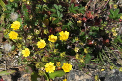 Potentilla hyparctica