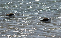 Recurvirostra andina