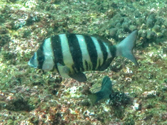 Diplodus hottentotus