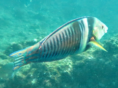 Hologymnosus doliatus