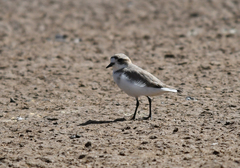 Charadrius alticola