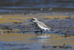 Charadrius alticola