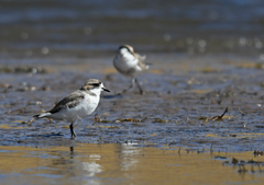 Charadrius alticola