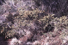 Acacia riceana