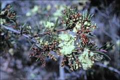 Acacia riceana