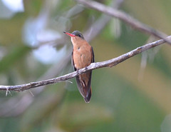 Cinnamon Hummingbird photo 3