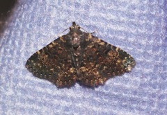 Metalectra diabolica