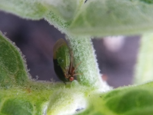 Honeylocust Treehopper photo 6