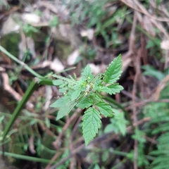 Cedronella canariensis