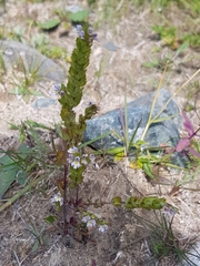 Euphrasia pectinata