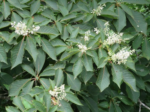 Image of Clethra barbinervis by (c) Marco Mussita, some rights reserved (CC BY)