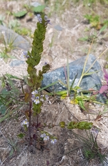 Euphrasia pectinata