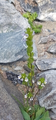 Euphrasia pectinata