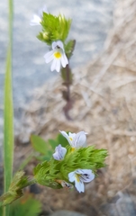 Euphrasia pectinata