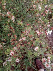 Mimosa aculeaticarpa biuncifera