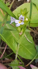 Euphrasia pectinata