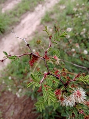 Mimosa aculeaticarpa biuncifera