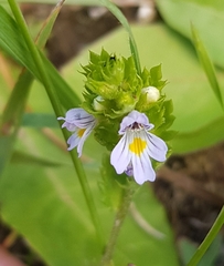 Euphrasia pectinata