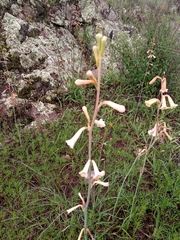 Polianthes multicolor
