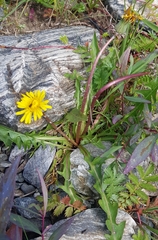 Taraxacum dissectum