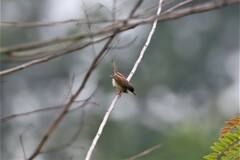 Prinia hodgsonii