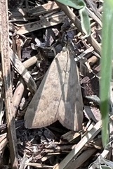 Achyra rantalis