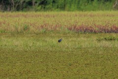 Porphyrio poliocephalus