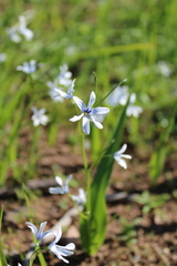 Tecophilaea violiflora