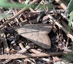 Achyra rantalis