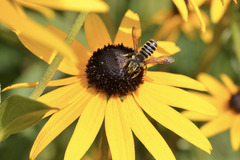 Megachile inimica