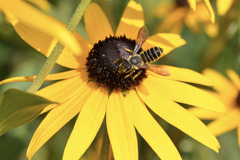 Megachile inimica