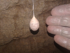 Spelungula cavernicola