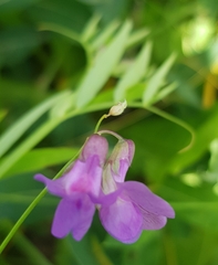 Lathyrus humilis