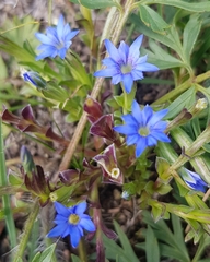 Gentiana squarrosa
