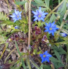 Gentiana squarrosa