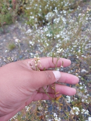 Dontostemon pinnatifidus