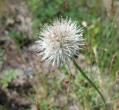 Allium leucocephalum